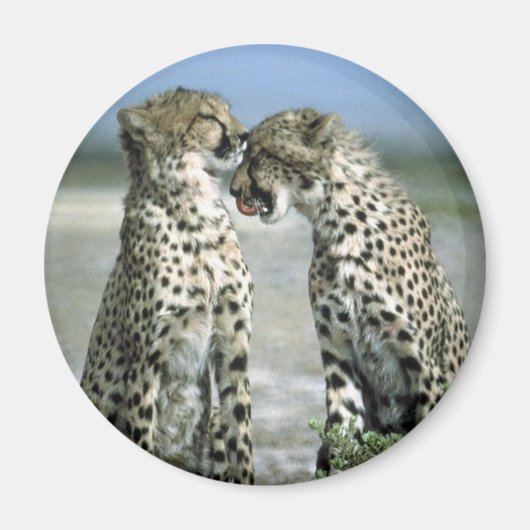 cheetah magneet (Voorkant)