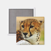 Cheetah Magneet (Voorkant / Achterkant)