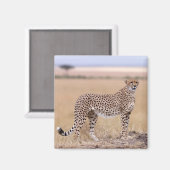 Cheetah Magneet (Voorkant / Achterkant)