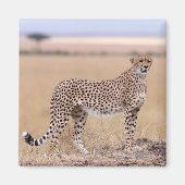 Cheetah Magneet (Voorkant)