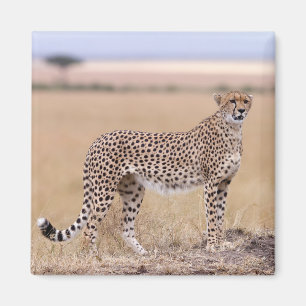 Cheetah Magneet