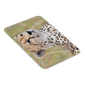 Cheetah Magneet (Rechterzijde)