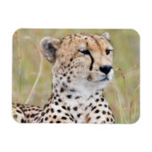 Cheetah Magneet (Horizontaal)