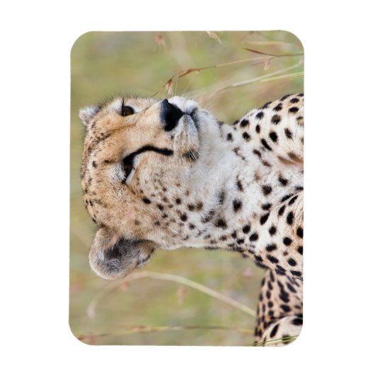 Cheetah Magneet (Verticaal)