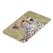 Cheetah Magneet (Linkerzijde)