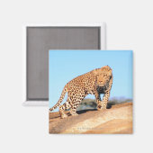 Cheetah Magneet (Voorkant / Achterkant)