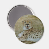 Cheetah Magnet (Voorkant / Achterkant)