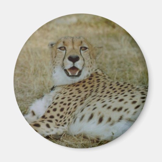 Cheetah Magnet (Voorkant)