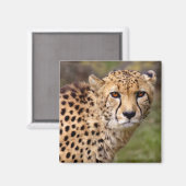 Cheetah Magnet (Voorkant / Achterkant)