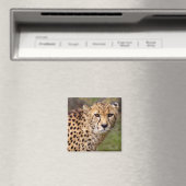 Cheetah Magnet (Insitu (Vaatwasser))