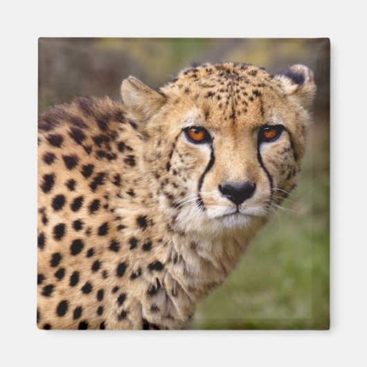 Cheetah Magnet (Voorkant)