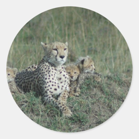 Cheetah Mam en haar drie welpen Ronde Sticker