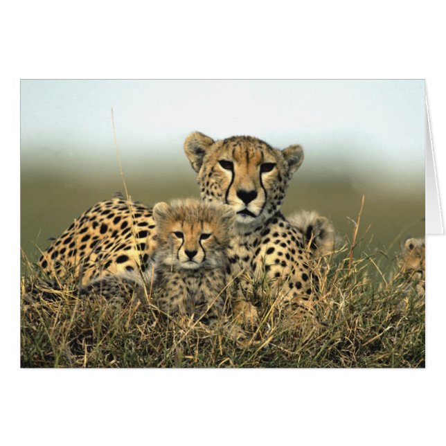 Cheetah Mam en Keuk Card (Voorkant Horizontaal)