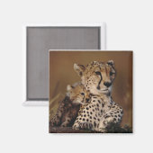 Cheetah moeder en welp magneet (Voorkant / Achterkant)
