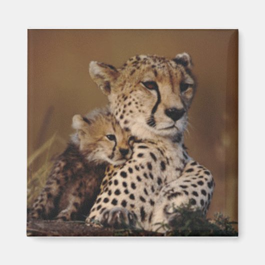 Cheetah moeder en welp magneet (Voorkant)