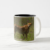 Cheetah Mok (Voorkant rechts)