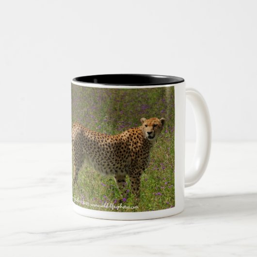 Cheetah Mok (Voorkant rechts)