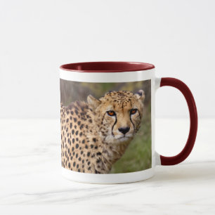 Cheetah Mok