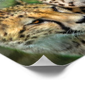 Cheetah Moods Art Poster/Print Poster (Hoek)