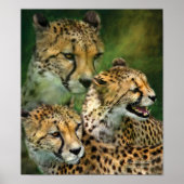 Cheetah Moods Art Poster/Print Poster (Voorkant)