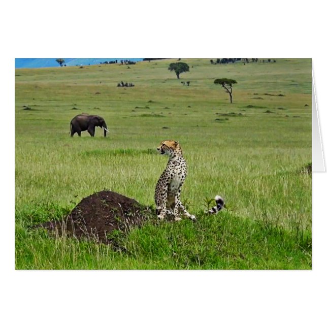 Cheetah-olifant (Voorkant Horizontaal)