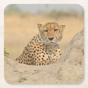 Cheetah ontspannen op een termiet heuvel blik Onde Kartonnen Onderzetters