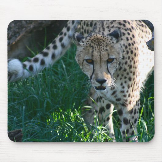 Cheetah op de Hunt Muismat (Voorkant)