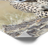 Cheetah op de Masai Mara in Kenia foto Poster (Hoek)