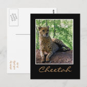 Cheetah op een rots briefkaart (Voorkant / Achterkant)