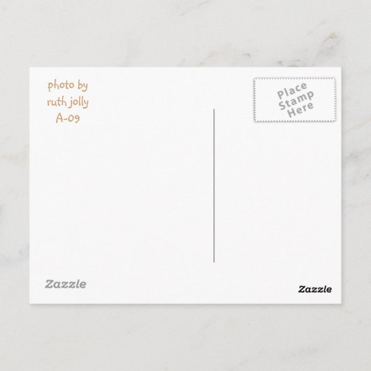 Cheetah op een rots briefkaart (Achterkant)