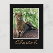 Cheetah op een rots briefkaart (Voorkant)