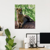 Cheetah op een rots poster (Thuiskantoor)