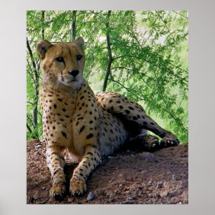 Cheetah op een rots poster