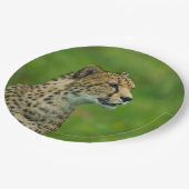 Cheetah op een uitkijkplaats papieren bordje (Gekanteld)