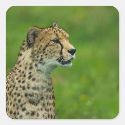 Cheetah op een uitkijkplaats vierkante sticker (Voorkant)