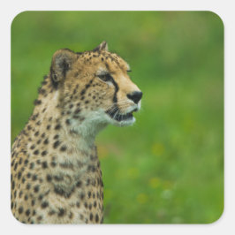 Cheetah op een uitkijkplaats vierkante sticker