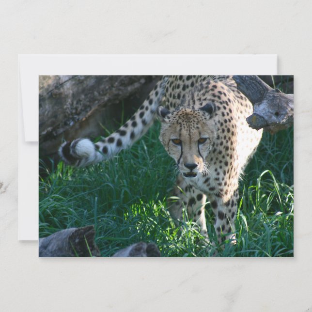 Cheetah op jacht (Voorkant)