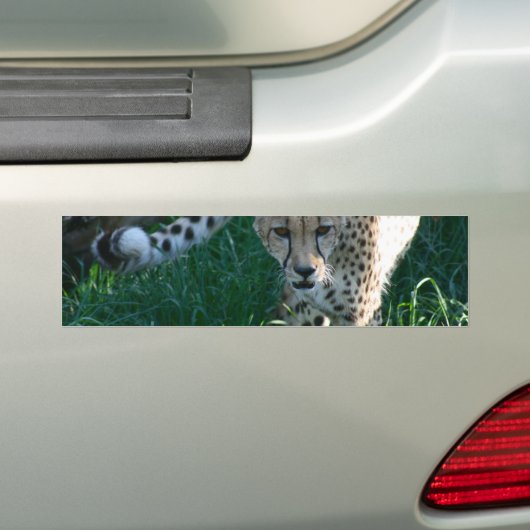 Cheetah op jacht bumpersticker (Op auto)