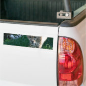 Cheetah op jacht bumpersticker (Op Truck)