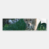 Cheetah op jacht bumpersticker (Voorkant)