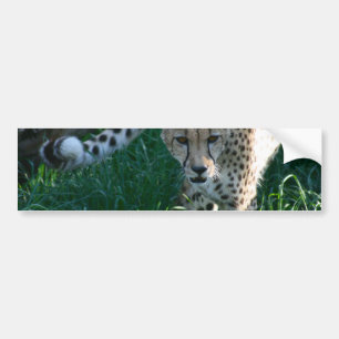 Cheetah op jacht bumpersticker