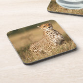 Cheetah op kleine heuvel voor betere zichtbaarheid drankjes onderzetter (Linkerzijde)