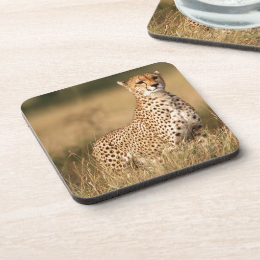 Cheetah op kleine heuvel voor betere zichtbaarheid drankjes onderzetter (Linkerzijde)