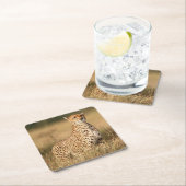 Cheetah op kleine heuvel voor betere zichtbaarheid kartonnen onderzetters (Insitu)