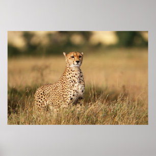 Cheetah op kleine heuvel voor betere zichtbaarheid poster