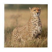 Cheetah op kleine heuvel voor betere zichtbaarheid tegeltje (Voorkant)