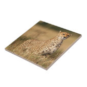 Cheetah op kleine heuvel voor betere zichtbaarheid tegeltje (Zijkant)