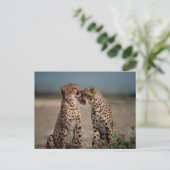 Cheetah Paar Fotografie Briefkaart (Staand voorkant)