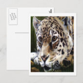 Cheetah Painting Briefkaart (Voorkant / Achterkant)