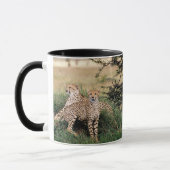 Cheetah Pair Mok (Links)